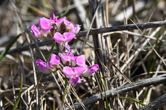 Dolichos hastiformis