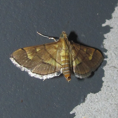 Orphanostigma haemorrhoidalis