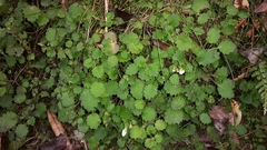Jovellana repens