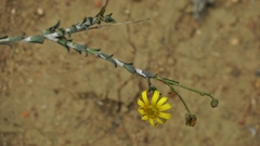 Osteospermum imbricatum