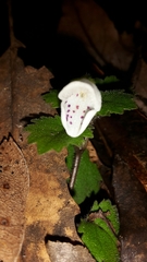 Jovellana repens