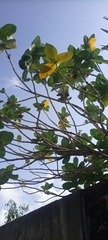 Calotropis procera