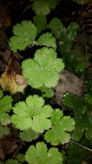 Hydrocotyle elongata
