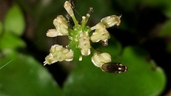 Hydrocotyle elongata