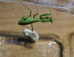 Miomantis caffra