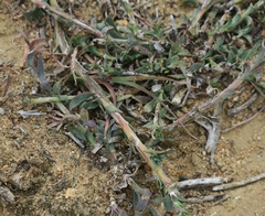 Osteospermum imbricatum