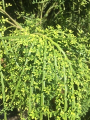 Carmichaelia odorata
