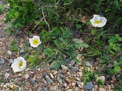 Papaver sokolovskajae