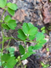Thalictrum aquilegiifolium