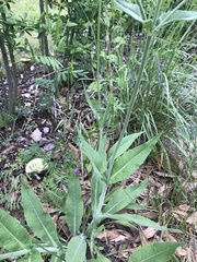 Knautia dipsacifolia