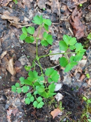 Thalictrum aquilegiifolium