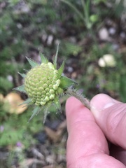 Knautia dipsacifolia