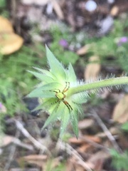 Knautia dipsacifolia
