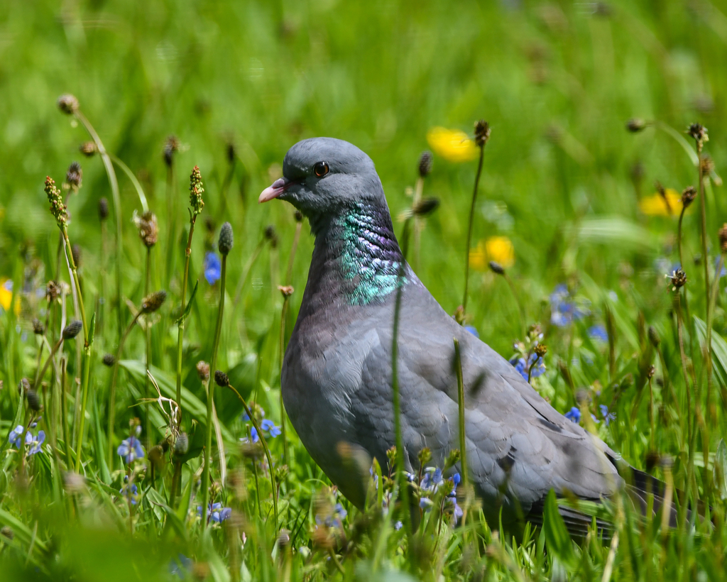 Stock Dove