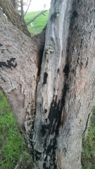 Allocasuarina fraseriana