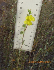 Helianthemum stipulatum