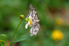 Abraximorpha davidii