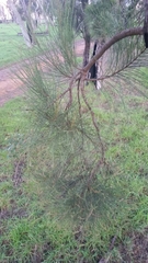 Allocasuarina fraseriana