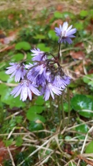 Soldanella montana