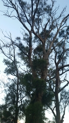 Allocasuarina fraseriana