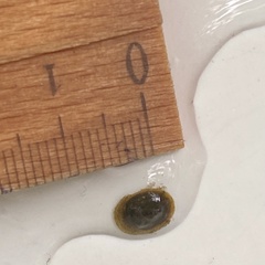 Ancylus fluviatilis