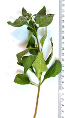 Solanum guineense