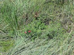 Indigofera hedyantha