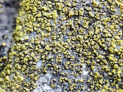 Xanthocarpia crenulatella