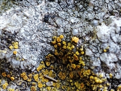 Xanthocarpia crenulatella