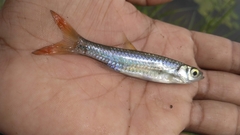 Rasbora tornieri