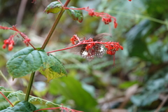 Papilio castor formosanus