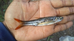 Rasbora tornieri