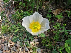 Papaver sokolovskajae
