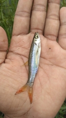 Rasbora tornieri