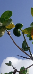 Calotropis procera
