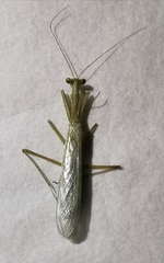 Miomantis caffra