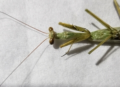 Miomantis caffra