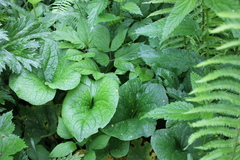 Brunnera sibirica