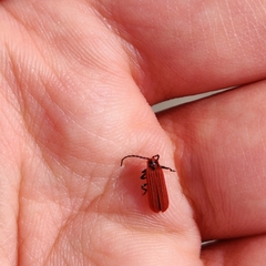 Lopheros rubens