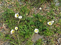 Papaver sokolovskajae
