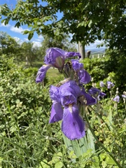 Iris pallida