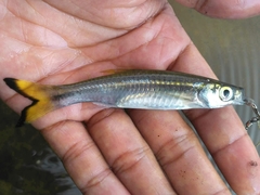 Rasbora dusonensis