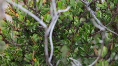 Cliffortia drepanoides