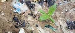 Tracheophyta