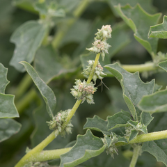 Atriplex suberecta