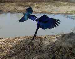 Lamprotornis caudatus