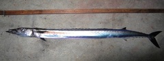 Snake Mackerel photo 2