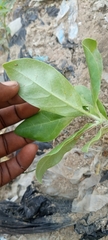Tracheophyta