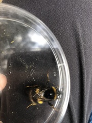 Bombus soroeensis