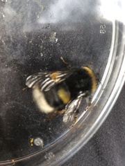 Bombus soroeensis